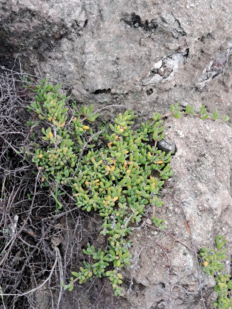 Drosanthemum Floribundum