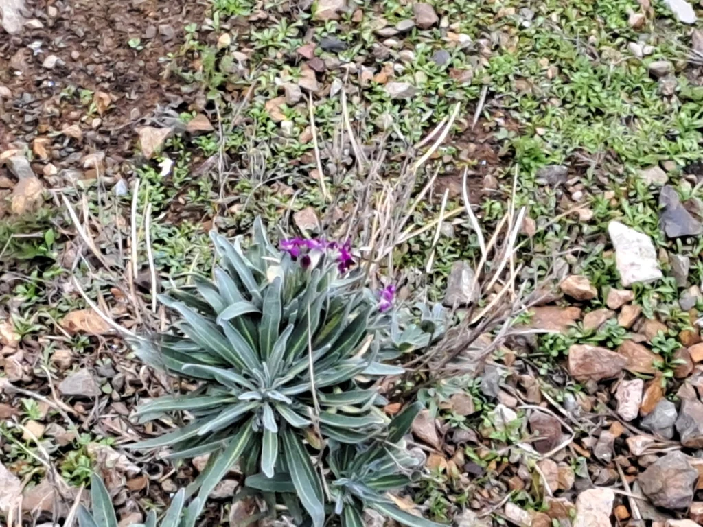 Matthiola Incana