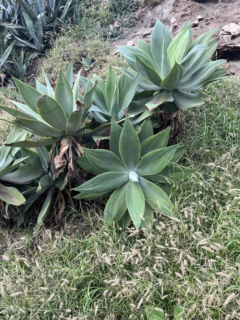 Agave Attenuata