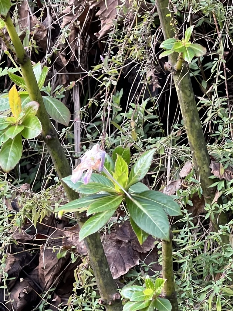 Impatiens Sodenii