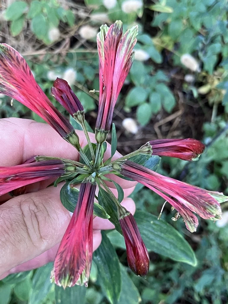 Alstroemeria Psittacina