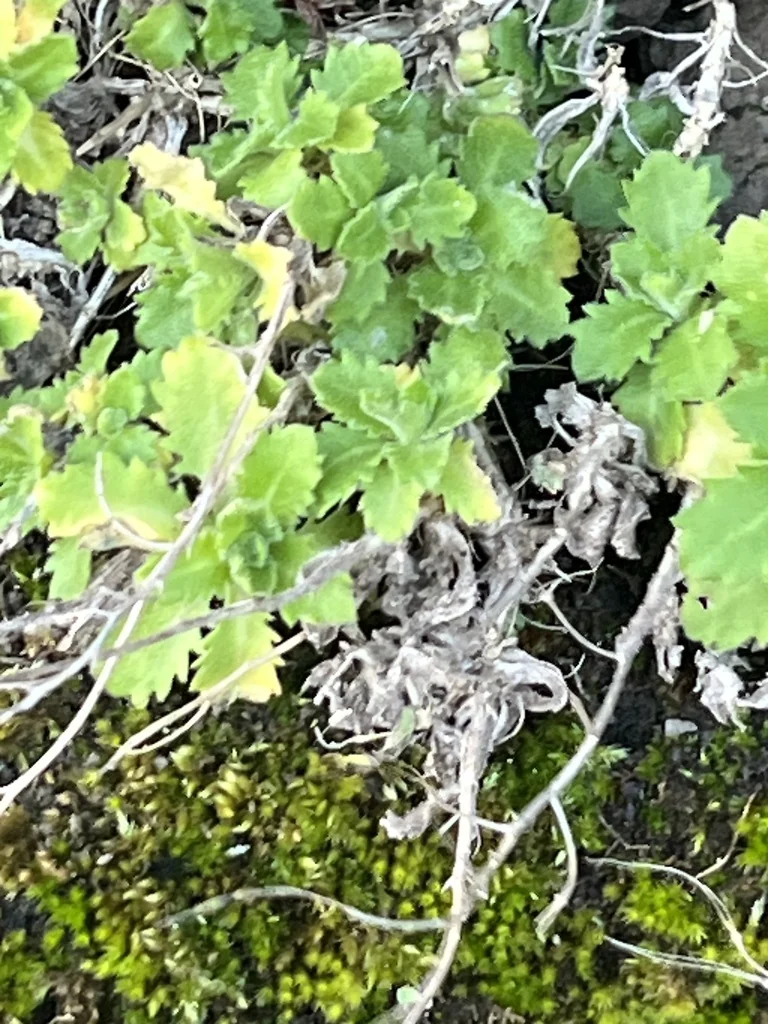 Arabis Caucasica