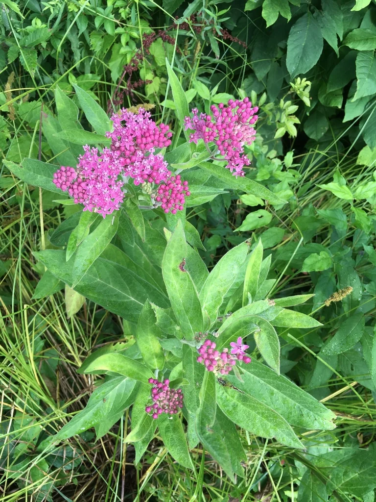 Asclepias Incarnata Pulchra