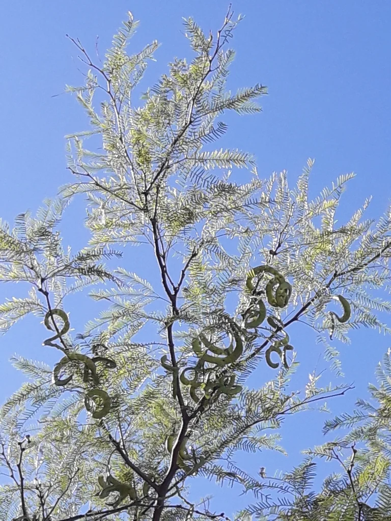 Prosopis Chilensis