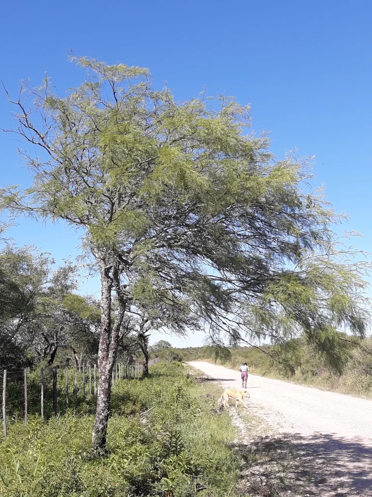 Prosopis Chilensis