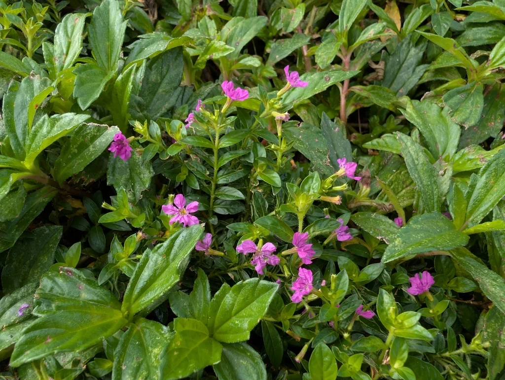 Cuphea Hyssopifolia