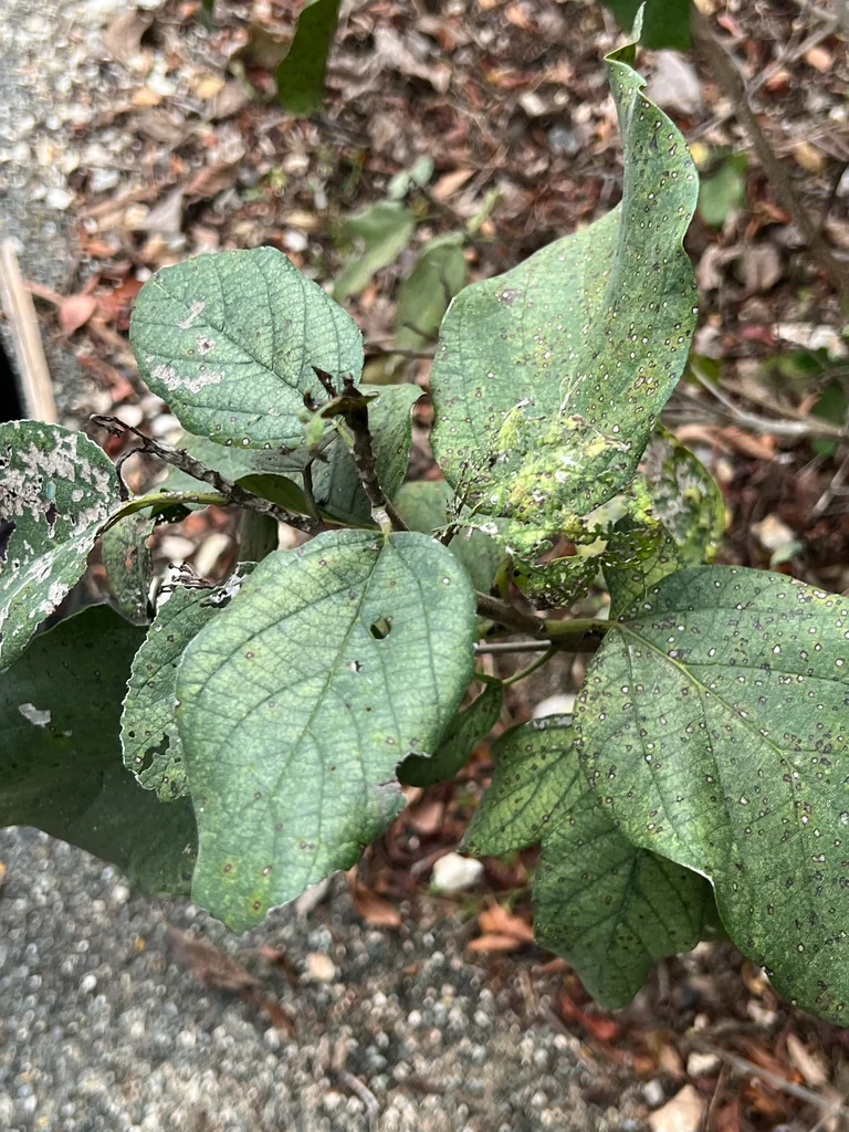 Cordia Sebestena