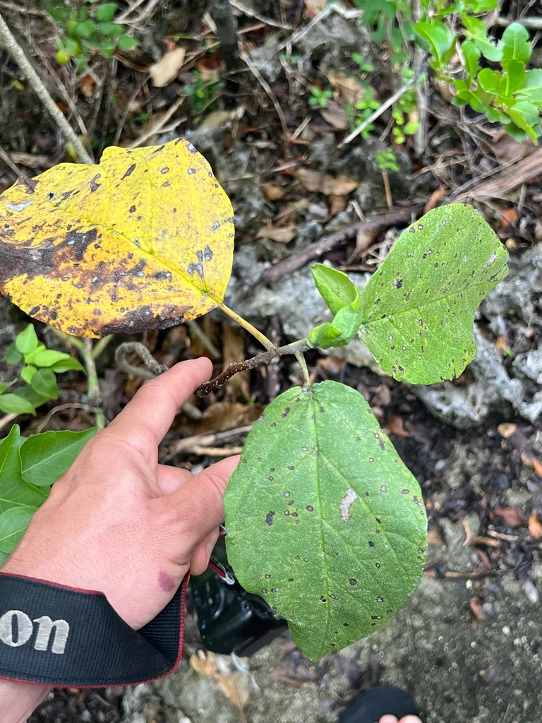 Cordia Sebestena