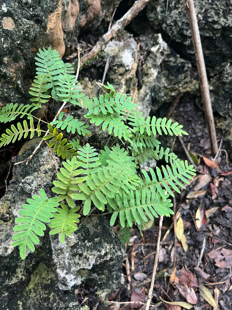 Pleopeltis polypodioides