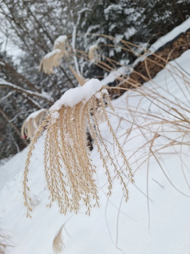Miscanthus Sacchariflorus