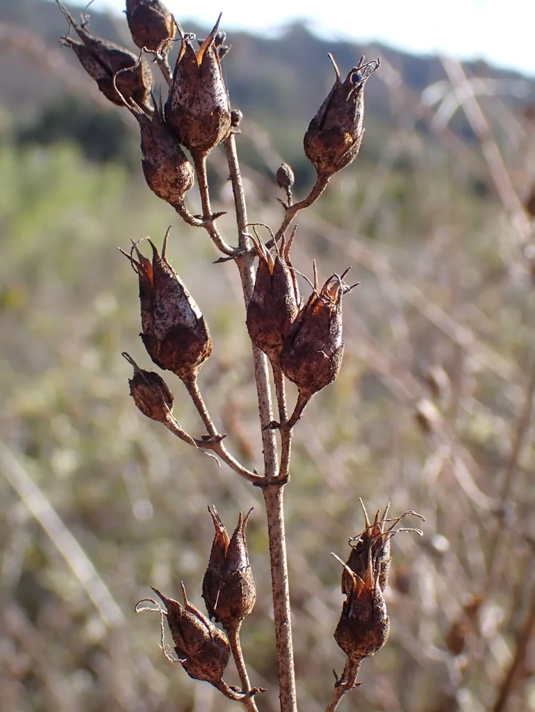 Penstemon Spectabilis
