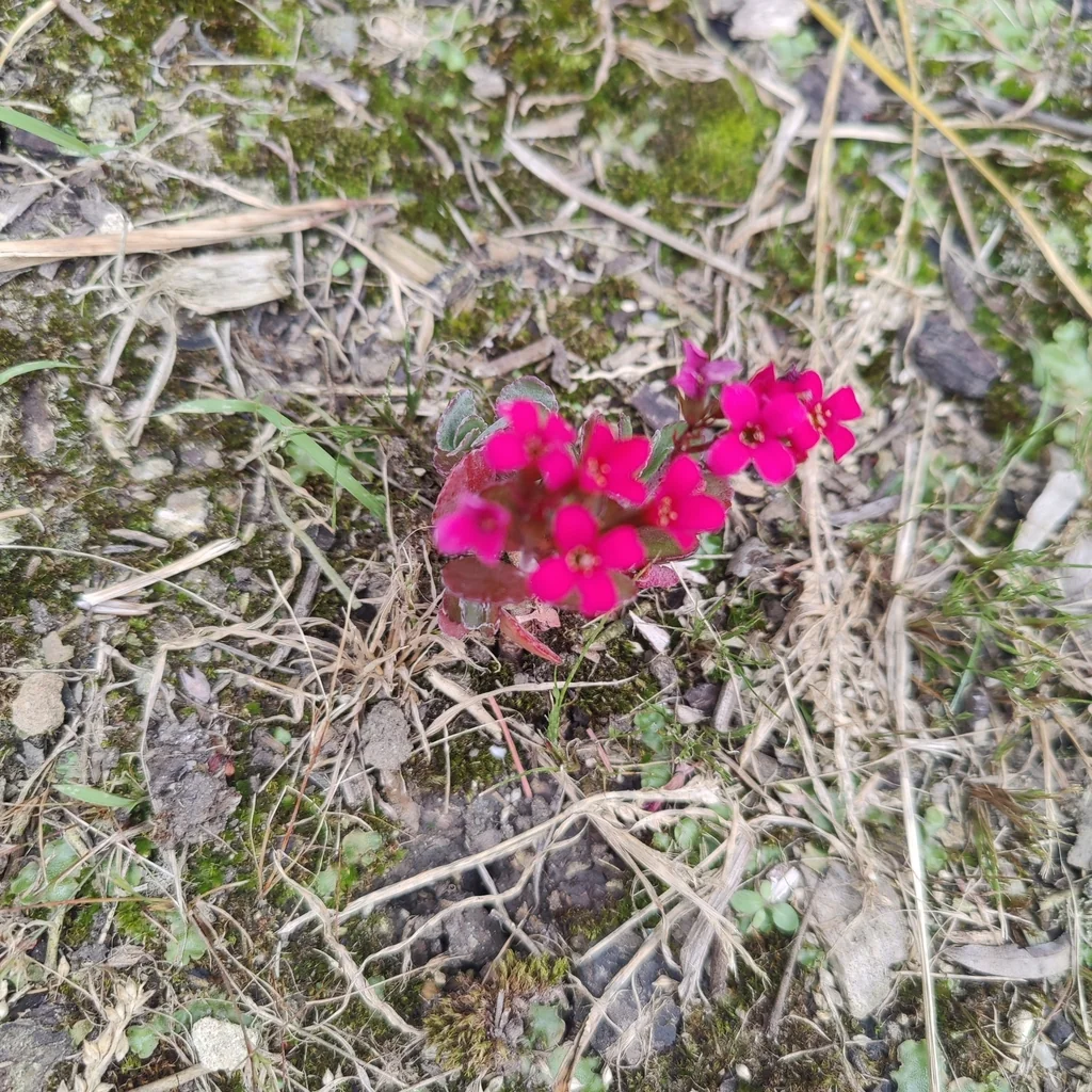 Kalanchoe Blossfeldiana