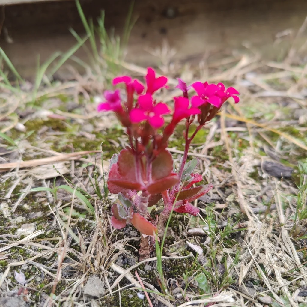 Kalanchoe Blossfeldiana