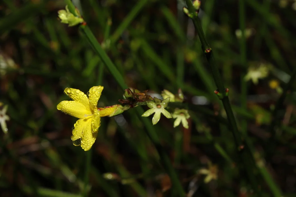 Jasminum Nudiflorum