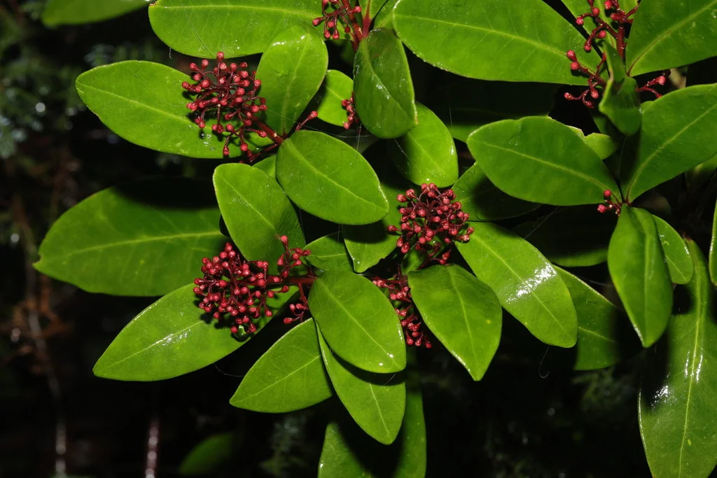 Skimmia Japonica