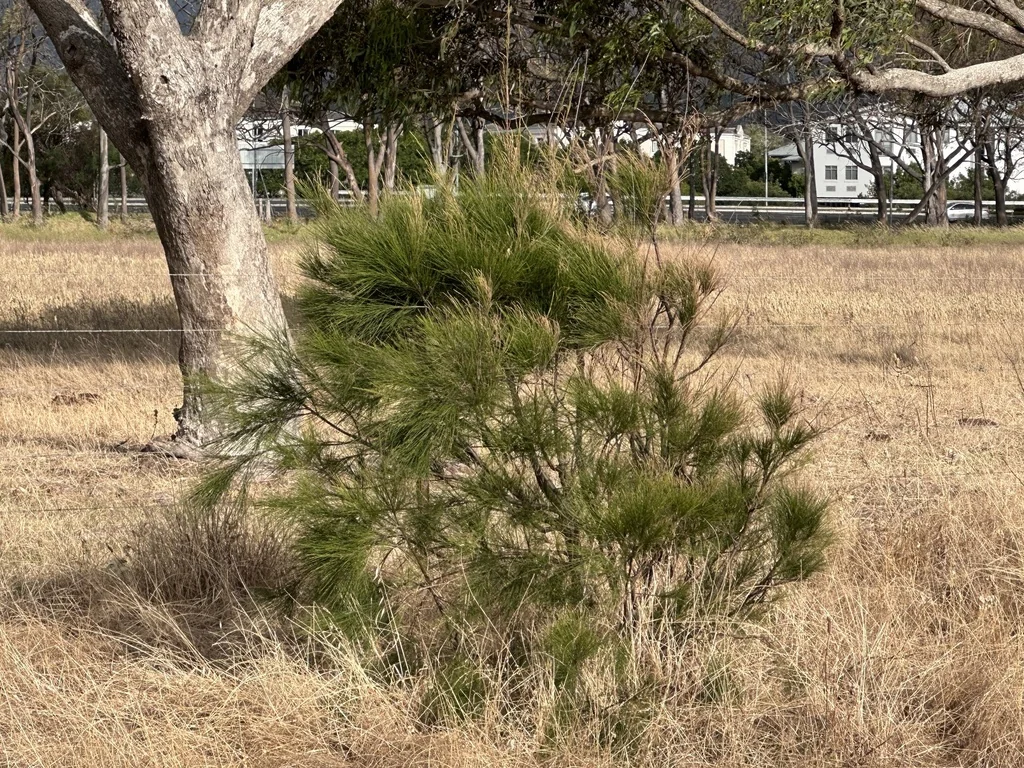 Casuarina Cunninghamiana