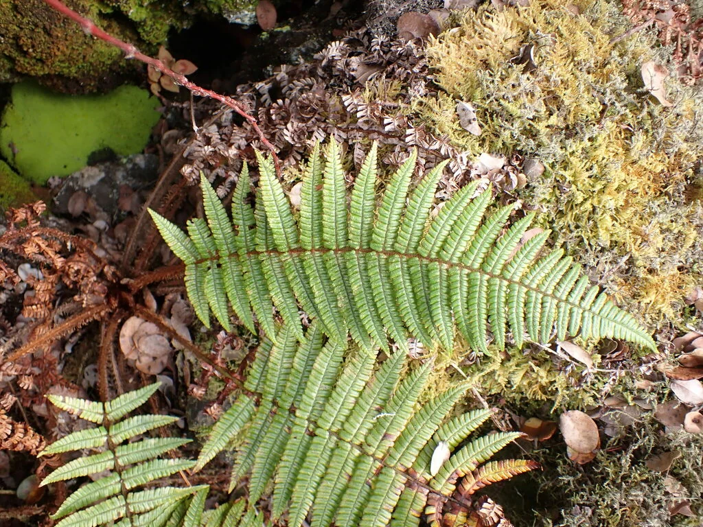 Dryopteris wallichiana