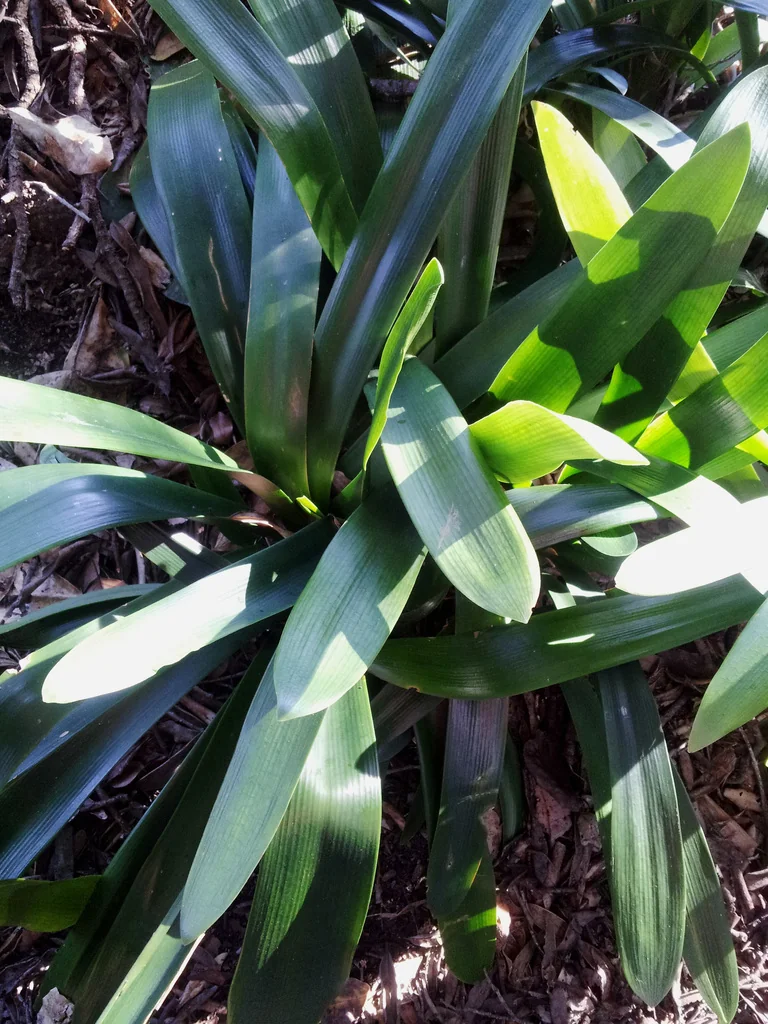 Clivia Miniata