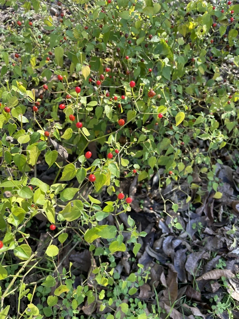 Capsicum annuum
