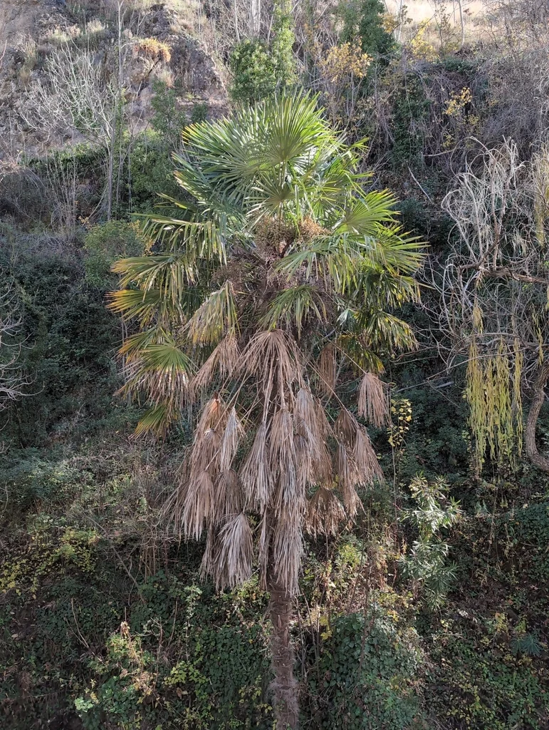 Trachycarpus Wagnerianus