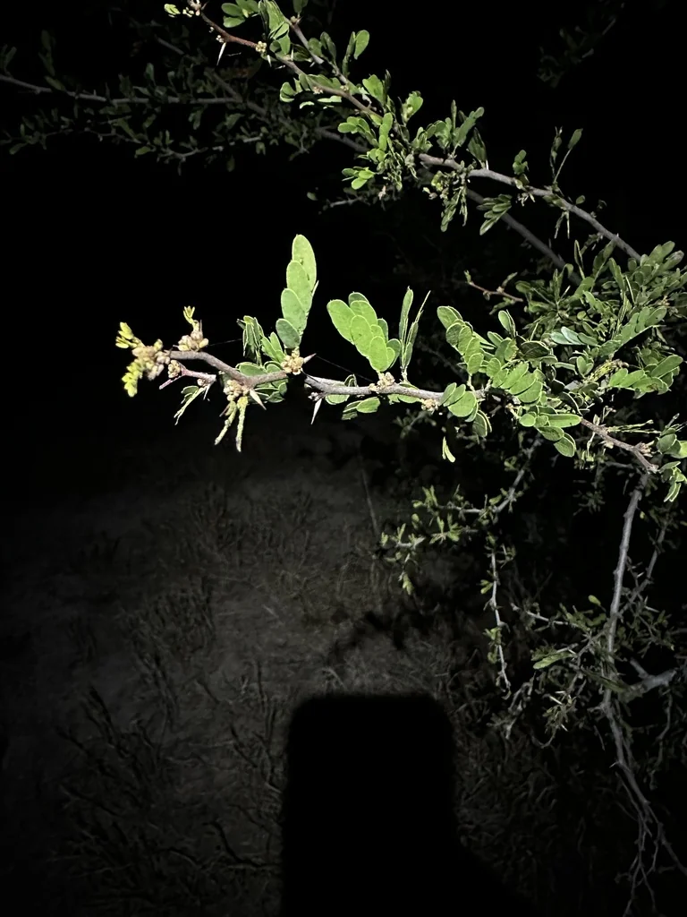 Acacia Rigidula