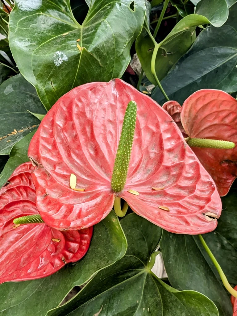 Anthurium Andraeanum
