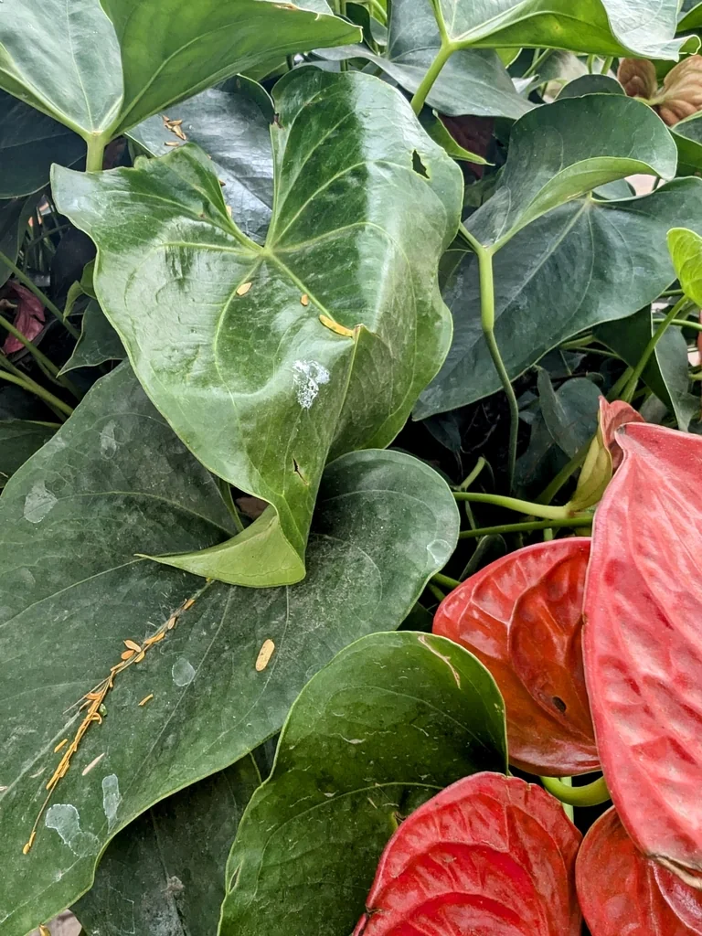 Anthurium Andraeanum