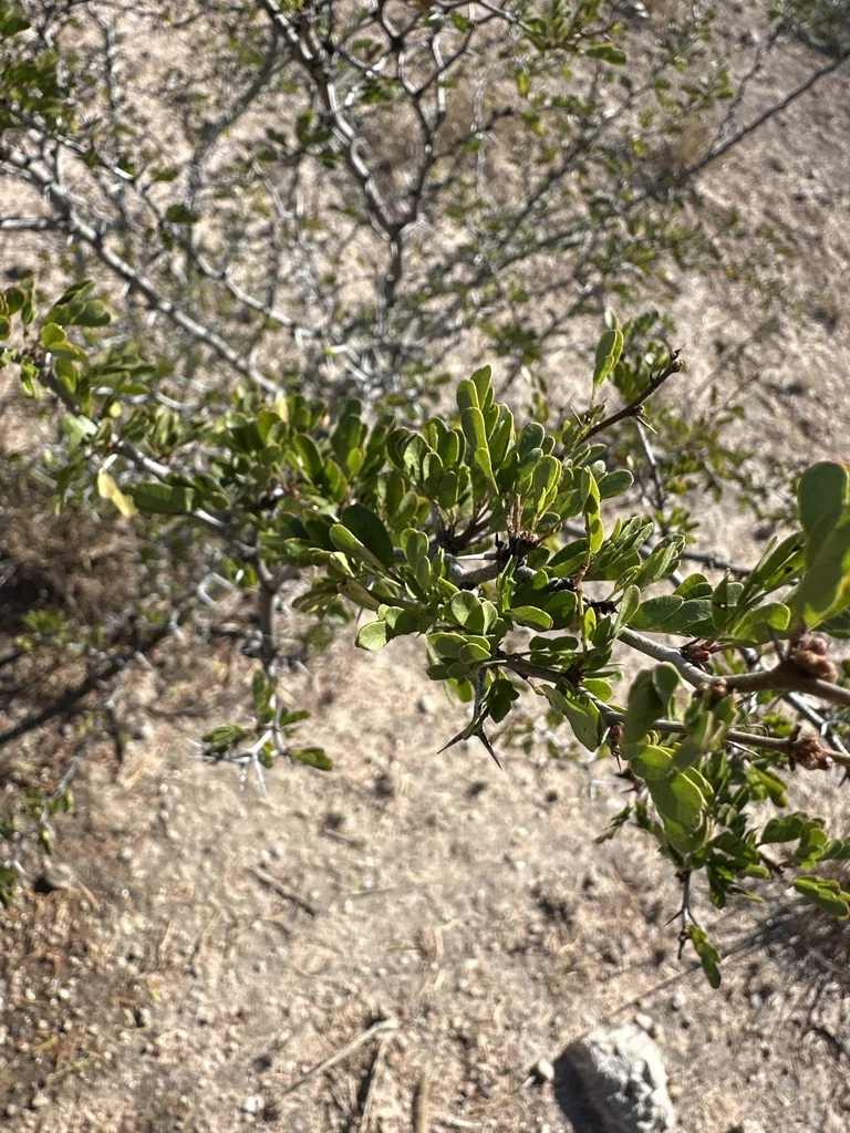 Acacia Rigidula