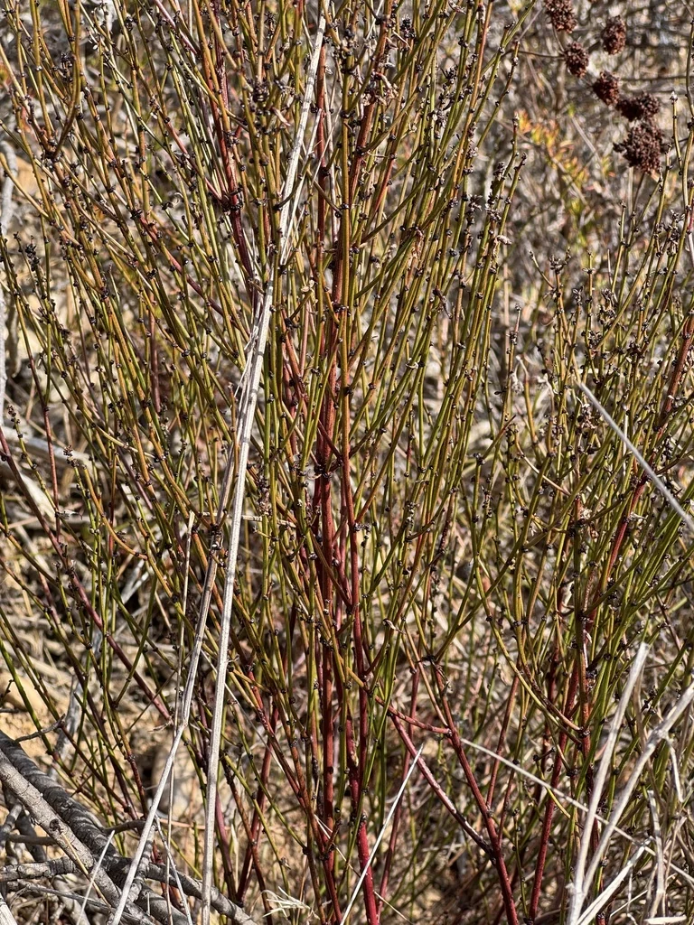 Ephedra Californica