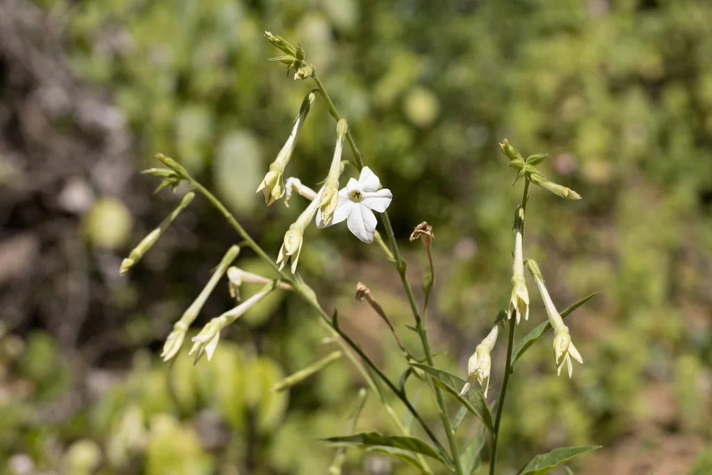 Nicotiana Alata