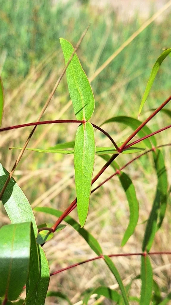 Eucalyptus Viminalis
