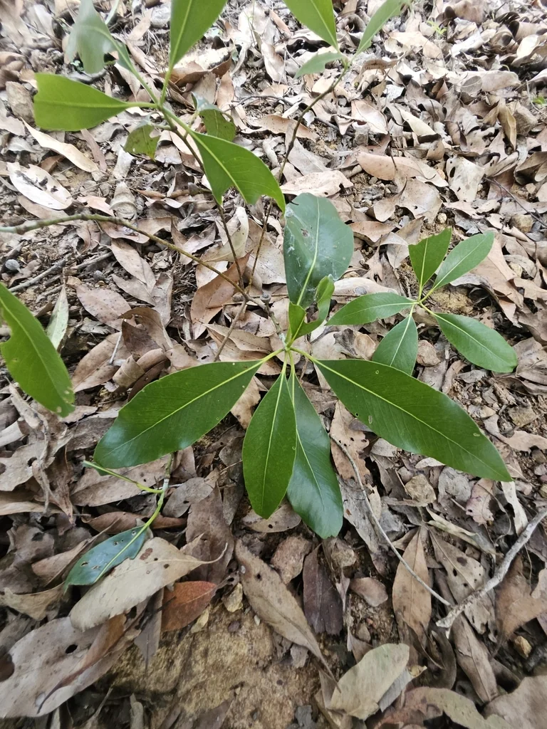 Lophostemon Confertus