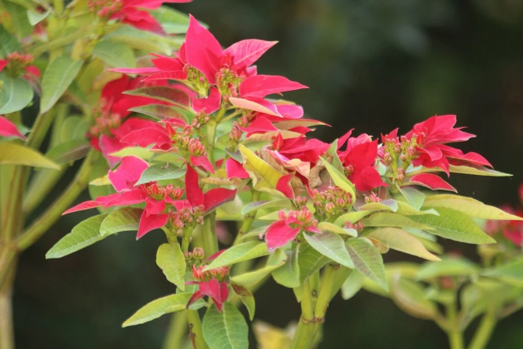 Euphorbia Pulcherrima