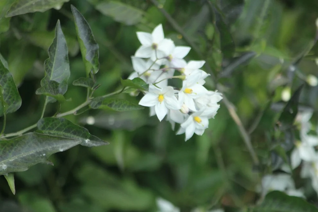 Solanum Laxum