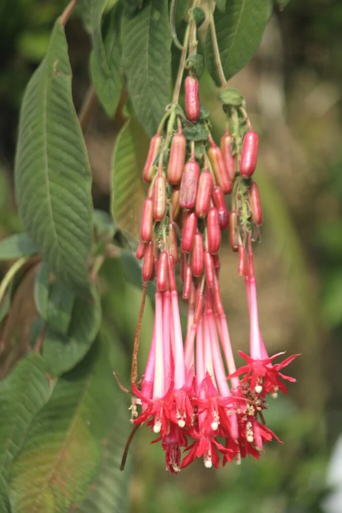 Fuchsia Boliviana