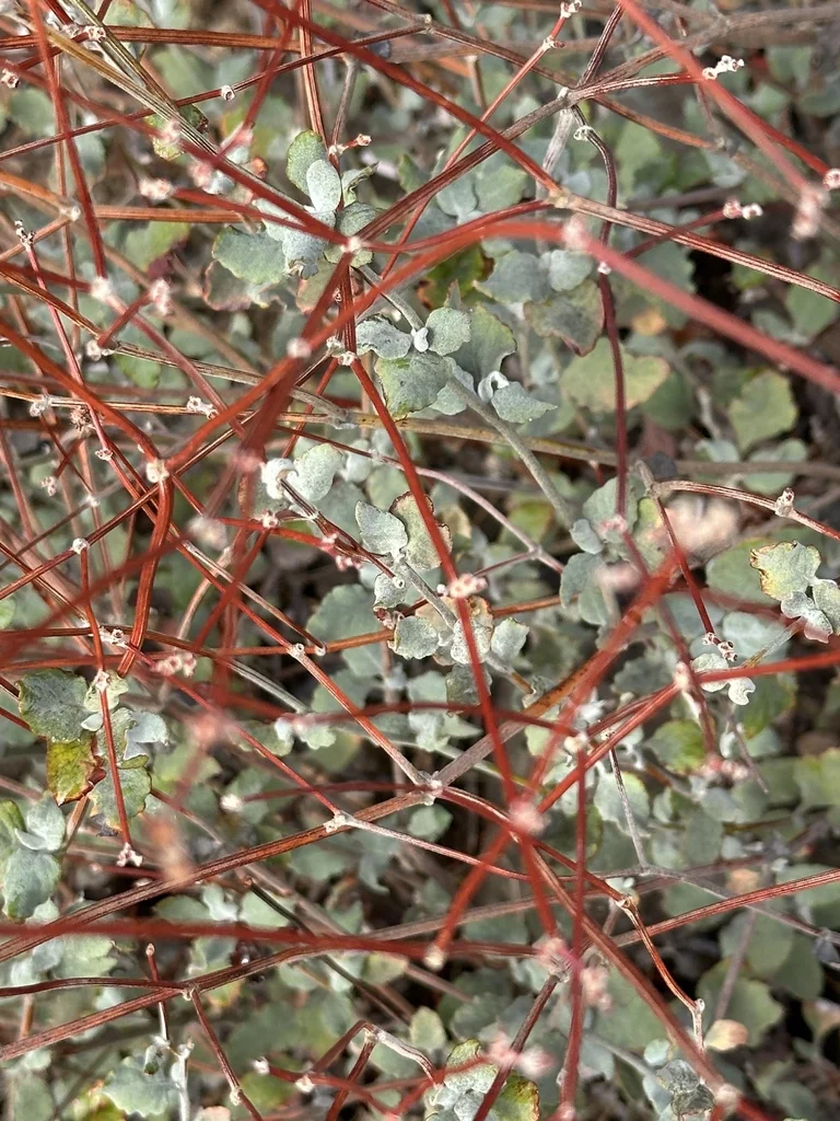 Eriogonum Cinereum