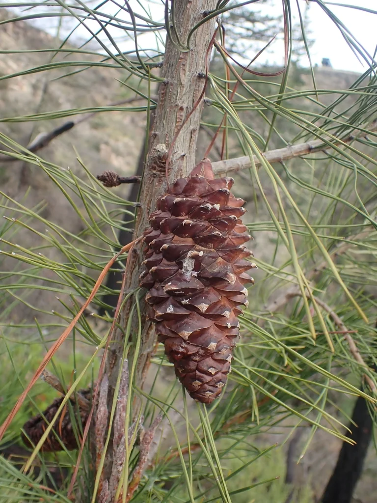 Pinus Attenuata