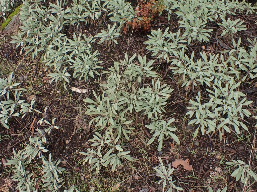 Salvia Sonomensis