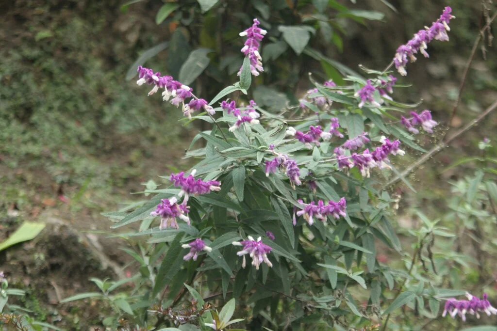 Salvia Leucantha