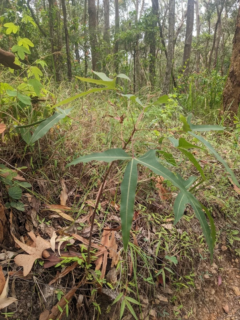 Brachychiton Populneus