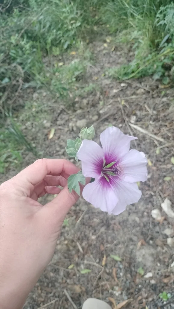 Lavatera Maritima