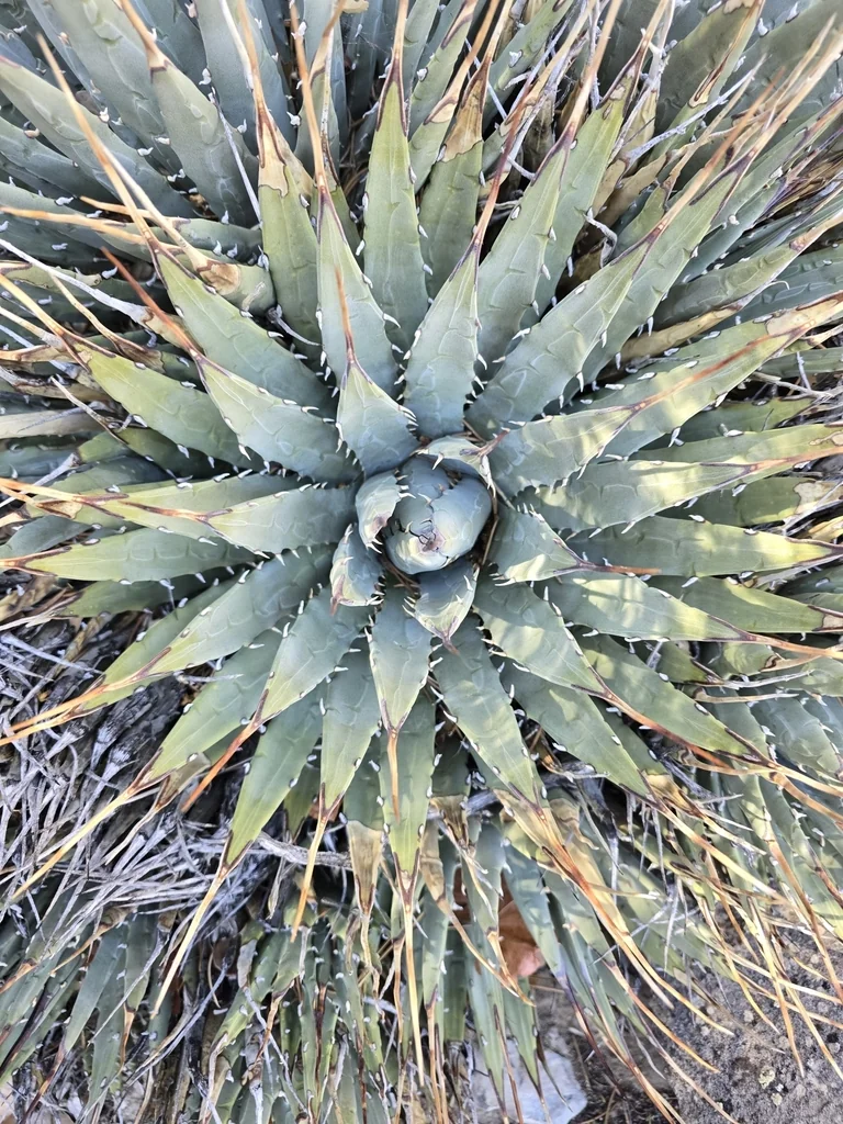 Agave Utahensis