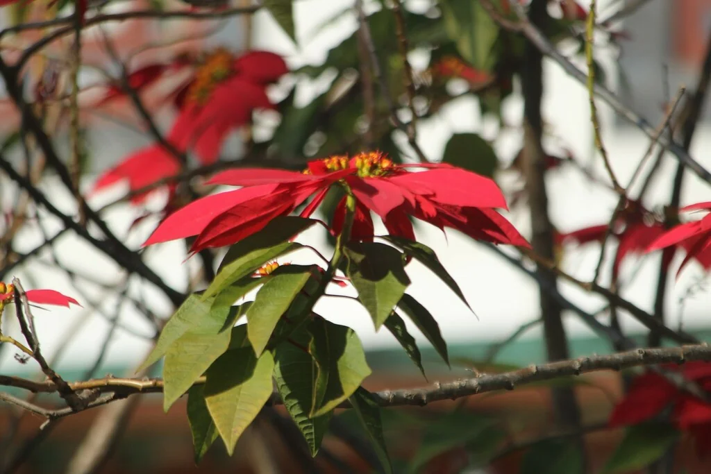 Euphorbia Pulcherrima