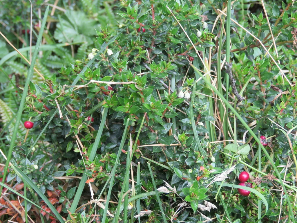 Gaultheria Mucronata