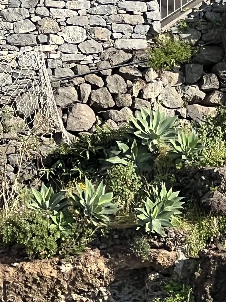 Agave Attenuata