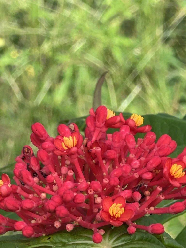 Jatropha Multifida