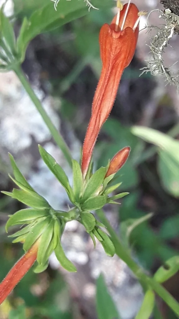 Dicliptera Suberecta