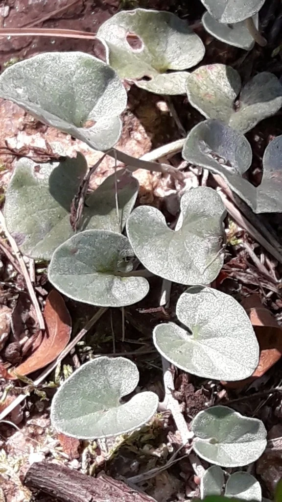 Dichondra argentea