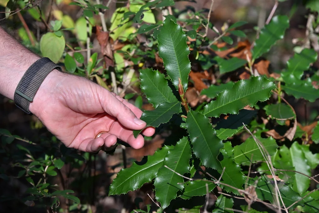 Photinia Serratifolia