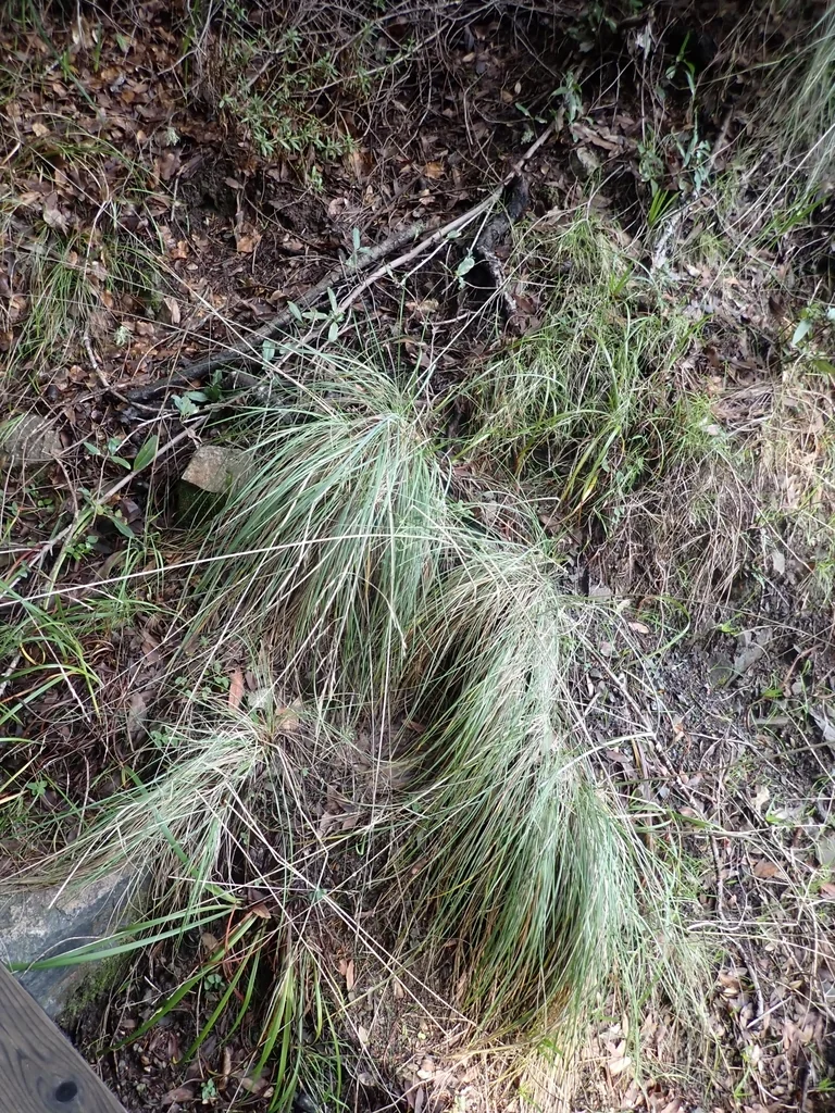 Festuca Californica